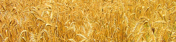 golden fields of wheat stalks