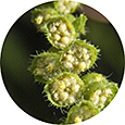 Closeup of ragweed flowers showing stamens and pollen