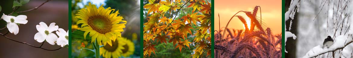 Five images depicting each of the Chinese seasonal elements